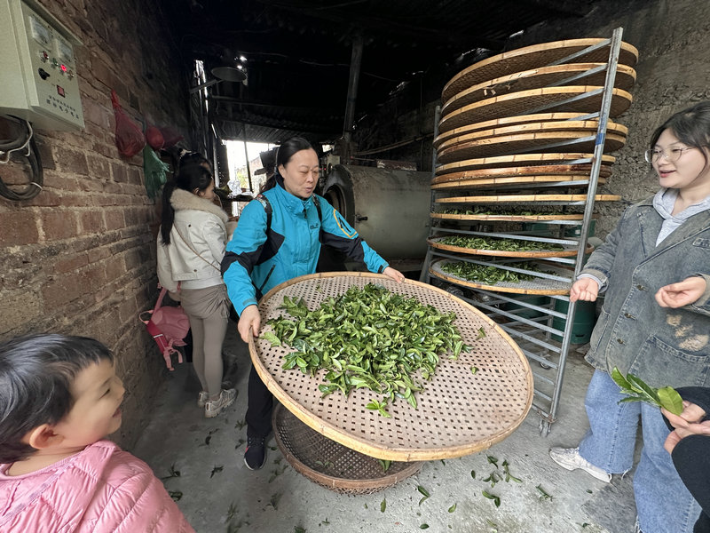 大家一起来摇青，乌龙茶制茶师必备课程